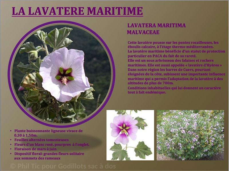 lavatera_maritima.jpg
